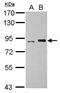 DNA Polymerase Iota antibody, GTX112583, GeneTex, Western Blot image 
