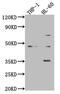 Zinc Finger With KRAB And SCAN Domains 3 antibody, CSB-PA861122LA01HU, Cusabio, Western Blot image 