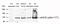 Nitric Oxide Synthase 3 antibody, GTX50212, GeneTex, Western Blot image 