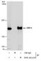 Structural Maintenance Of Chromosomes 4 antibody, PA5-40133, Invitrogen Antibodies, Immunoprecipitation image 