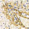 Complement Factor H antibody, A00562, Boster Biological Technology, Immunohistochemistry frozen image 