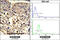 ETHE1 Persulfide Dioxygenase antibody, 62-374, ProSci, Immunohistochemistry paraffin image 
