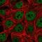 Coactivator Associated Arginine Methyltransferase 1 antibody, NBP2-54924, Novus Biologicals, Immunofluorescence image 