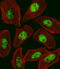 Regulatory Factor X1 antibody, abx029049, Abbexa, Western Blot image 