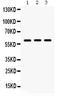 LUM antibody, PB9662, Boster Biological Technology, Western Blot image 