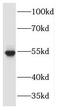 MAPK Activated Protein Kinase 5 antibody, FNab04999, FineTest, Western Blot image 