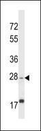 Apolipoprotein O Like antibody, LS-C156431, Lifespan Biosciences, Western Blot image 