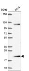 Musculin antibody, HPA062878, Atlas Antibodies, Western Blot image 