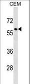 Tripartite Motif Containing 58 antibody, LS-C157278, Lifespan Biosciences, Western Blot image 