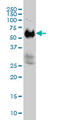 Interferon Related Developmental Regulator 2 antibody, LS-C198506, Lifespan Biosciences, Western Blot image 