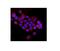 Early Endosome Antigen 1 antibody, A02296-3, Boster Biological Technology, Immunofluorescence image 