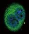 Interferon Regulatory Factor 5 antibody, PA5-12437, Invitrogen Antibodies, Immunofluorescence image 