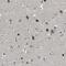 MRF-2 antibody, NBP1-83622, Novus Biologicals, Immunohistochemistry frozen image 