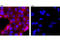 Cadherin 1 antibody, 7687S, Cell Signaling Technology, Immunofluorescence image 