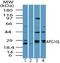 Autophagy Related 10 antibody, PA5-23224, Invitrogen Antibodies, Western Blot image 