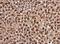 Paired Box 8 antibody, NBP1-32440, Novus Biologicals, Immunohistochemistry paraffin image 