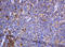c-Kit antibody, LS-C789074, Lifespan Biosciences, Immunohistochemistry paraffin image 