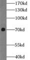 Negative Regulator Of Ubiquitin Like Proteins 1 antibody, FNab05887, FineTest, Western Blot image 