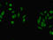 ASH2 Like, Histone Lysine Methyltransferase Complex Subunit antibody, LS-C372221, Lifespan Biosciences, Immunofluorescence image 