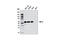 Interferon Regulatory Factor 6 antibody, 6948S, Cell Signaling Technology, Western Blot image 