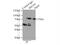 Mitochondrial Antiviral Signaling Protein antibody, 14341-1-AP, Proteintech Group, Immunoprecipitation image 