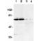 TNFRSF21 antibody, AHP585, Bio-Rad (formerly AbD Serotec) , Western Blot image 