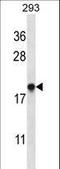 ER Membrane Protein Complex Subunit 4 antibody, LS-C162035, Lifespan Biosciences, Western Blot image 