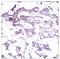 ETS Transcription Factor ELK1 antibody, ab131465, Abcam, Immunohistochemistry paraffin image 