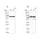 Lysyl-TRNA Synthetase antibody, NBP1-87706, Novus Biologicals, Western Blot image 