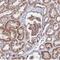 Zinc Finger CCCH-Type Containing 10 antibody, NBP1-82233, Novus Biologicals, Immunohistochemistry frozen image 