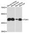 Target Of Myb1 Membrane Trafficking Protein antibody, A04143, Boster Biological Technology, Western Blot image 