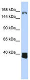 Uncharacterized protein C10orf12 antibody, TA333796, Origene, Western Blot image 