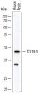 Testis-expressed protein 19.1 antibody, MA5-24308, Invitrogen Antibodies, Western Blot image 