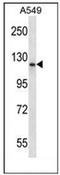 PMS1 Homolog 1, Mismatch Repair System Component antibody, AP53363PU-N, Origene, Western Blot image 