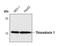 Thioredoxin antibody, MA5-14941, Invitrogen Antibodies, Western Blot image 
