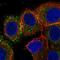 V-Set Domain Containing T Cell Activation Inhibitor 1 antibody, NBP2-30536, Novus Biologicals, Immunofluorescence image 