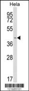 Insulin Induced Gene 1 antibody, 63-712, ProSci, Western Blot image 