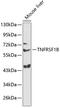 TNF Receptor Superfamily Member 1B antibody, 15-066, ProSci, Western Blot image 