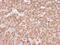 Cytochrome C Oxidase Subunit 4I1 antibody, MA5-17279, Invitrogen Antibodies, Immunohistochemistry paraffin image 