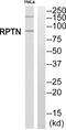 Repetin antibody, PA5-39412, Invitrogen Antibodies, Western Blot image 