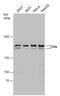 Euchromatic Histone Lysine Methyltransferase 2 antibody, GTX128164, GeneTex, Western Blot image 