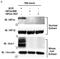 Solute Carrier Family 2 Member 1 antibody, NB300-666, Novus Biologicals, Western Blot image 