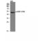 Serum/Glucocorticoid Regulated Kinase 1 antibody, LS-C380928, Lifespan Biosciences, Western Blot image 