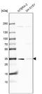 Potassium Channel Tetramerization Domain Containing 10 antibody, NBP1-81023, Novus Biologicals, Western Blot image 