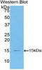 C-C Motif Chemokine Ligand 2 antibody, LS-C295414, Lifespan Biosciences, Western Blot image 