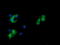 Peptidyl Arginine Deiminase 4 antibody, LS-C173982, Lifespan Biosciences, Immunofluorescence image 