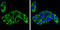 Alpha Fetoprotein antibody, GTX131311, GeneTex, Immunocytochemistry image 