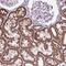 LFNG O-Fucosylpeptide 3-Beta-N-Acetylglucosaminyltransferase antibody, NBP2-39097, Novus Biologicals, Immunohistochemistry paraffin image 