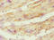 ATP synthase subunit O, mitochondrial antibody, LS-C375282, Lifespan Biosciences, Immunohistochemistry paraffin image 