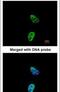 TAR DNA Binding Protein antibody, PA5-29949, Invitrogen Antibodies, Immunofluorescence image 